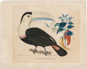 Los 6783 - Zötl, Aloys - Tukan ("Der Pfefferfrass. Ramphastos piscivorus.") - 1 - thumb