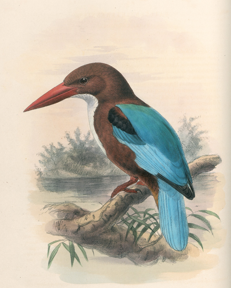 Lot 378, Auction  122, Dresser, Henry Eeles, A history of the birds of Europe. 9 Bände