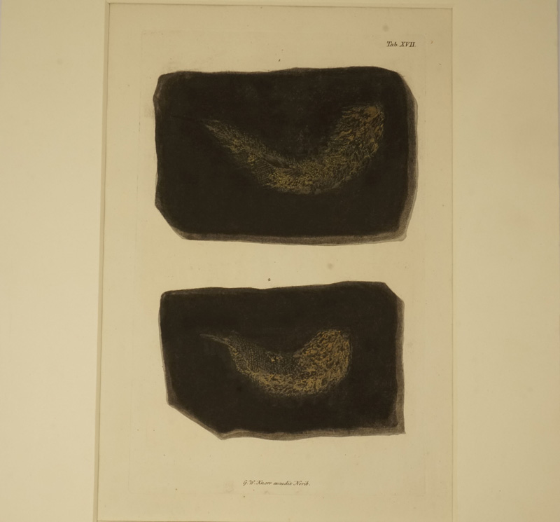 Lot 380, Auction  122, Fossilien, 2 kolorierte Kupfertafeln mit Darstellung von petrifizierten Tieren
