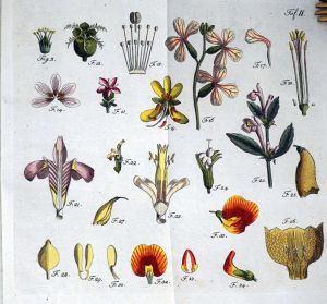 Lot 375, Auction  123, Batsch, A. J. G. C., Botanik für Frauenzimmer 