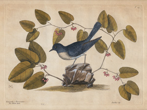 Lot 380, Auction  123, Catesby, Mark, Rubecula Americana. The Blew-bird