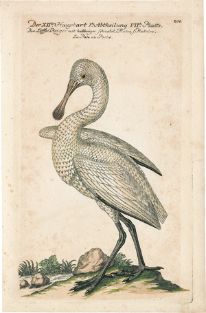 Los 384 - Frisch, Johann Leonhard - Vorstellung der Vögel in Teutschland  - 0 - thumb