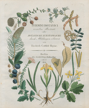 Lot 386, Auction  123, Hayne, Friedrich Gottlob, Termini botanici 