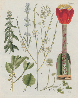 Los 386 - Hayne, Friedrich Gottlob - Termini botanici  - 1 - thumb