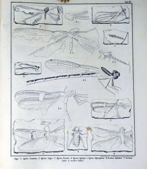 Lot 388, Auction  123, Heer, Oswald, Die Insektenfauna der Tertiärgebilde 