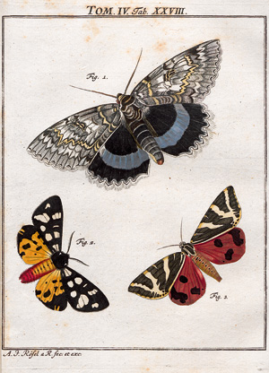 Lot 394, Auction  123, Rösel von Rosenhof, August Johann, Der monatlich-herausgegebenen Insecten-Belustigung 