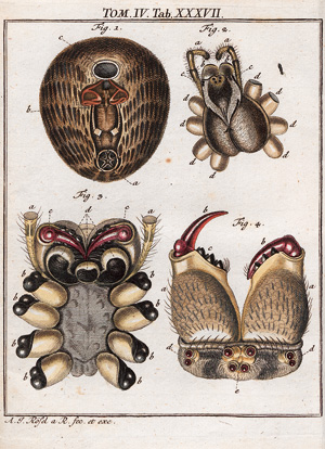 Los 394 - Rösel von Rosenhof, August Johann - Der monatlich-herausgegebenen Insecten-Belustigung  - 1 - thumb