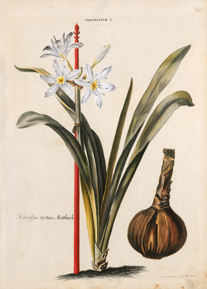 Lot 396, Auction  123, Seligmann, Johann Michael, Pancratium I. Lilio-Narcissus V. Lilio-Narcissus VI