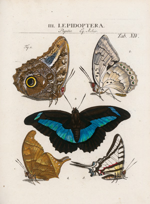 Lot 400, Auction  123, Sulzer, Johann Heinrich, Abgekürzte Geschichte der Insecten nach dem Linnaeischen System