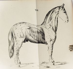 Lot 413, Auction  123, Hochstetter, Conrad von, Theoretisch-praktisches Handbuch der äussern Pferdekenntniß