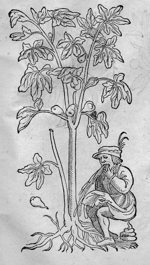 Lot 2576, Auction  123, Plantarum, arborum, fructium, et herbarum effigies Frankfurt, Egenolffs Erben, 1562