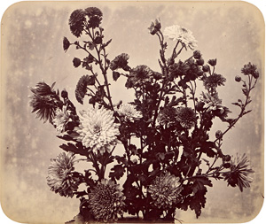 Los 4020 - Braun, Adolphe - Flower study - 0 - thumb
