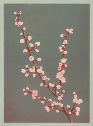 Los 4056 - Ogawa, Kazumasa - Japanese Flower Studies - 4 - thumb