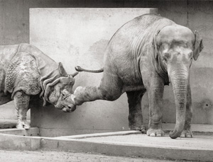 Los 4296 - Sittig, Walter - Indian Elephant and  Great Indian Rhinoceros - 0 - thumb