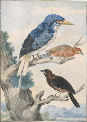 Lot 6601, Auction  123, Schouman, Aert, Studienblatt mit drei Vögeln