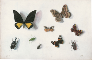 Los 6663 - Knab, Frederick - Schmetterlinge, Motten und Käfer - 0 - thumb