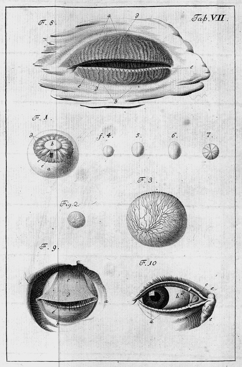 Lot 305, Auction  123, Cassebohm, J. F., Tractatus quatuor anatomici  + Zinn, Johann Gottfried. Descriptio anatomica oculi 