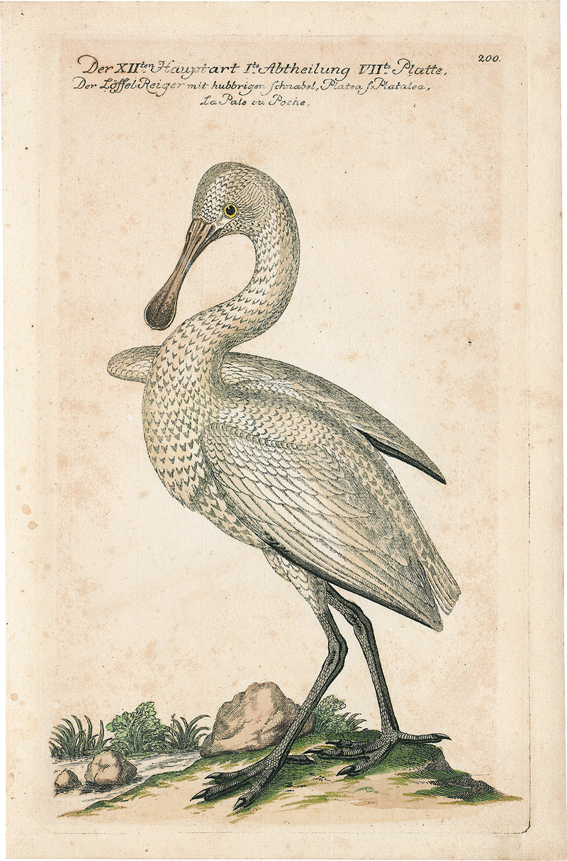 Lot 384, Auction  123, Frisch, Johann Leonhard, Vorstellung der Vögel in Teutschland 