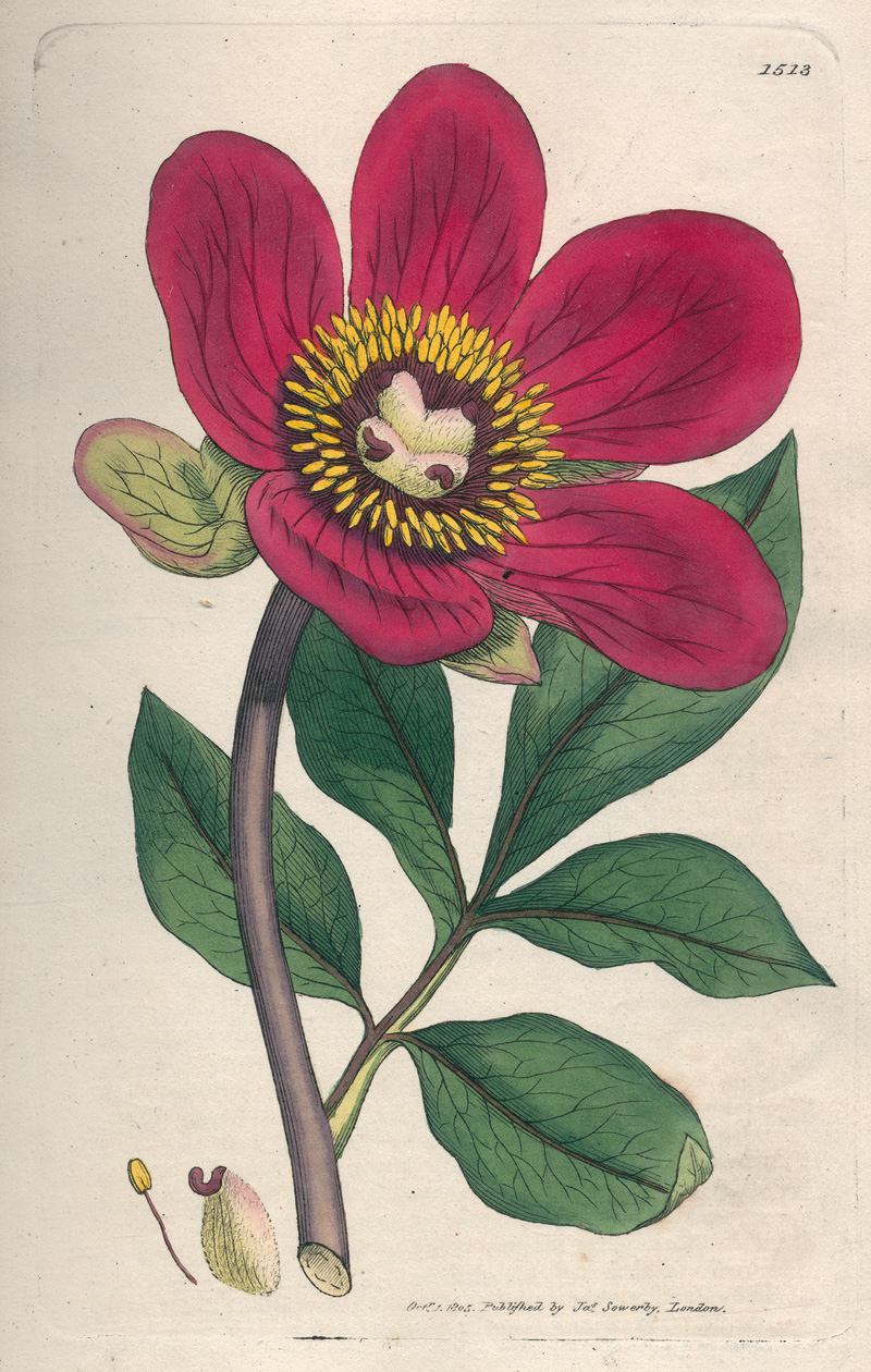 Lot 399, Auction  123, Sowerby, James, English botany