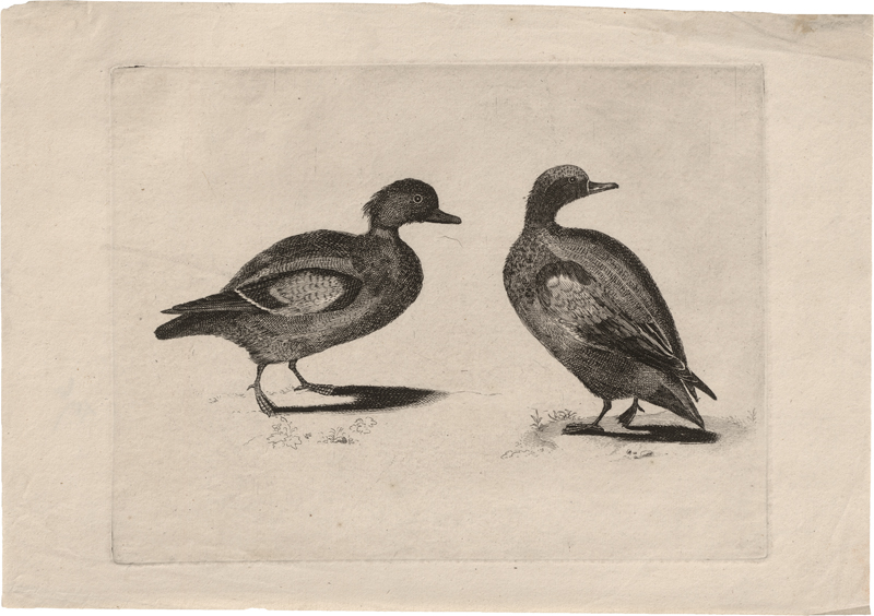 Lot 5896, Auction  123, Teyler, Johann, Zwei Enten