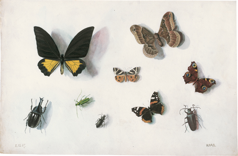 Lot 6663, Auction  123, Knab, Frederick, Schmetterlinge, Motten und Käfer