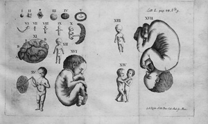 Lot 1004, Auction  124, Cangiamila, Francesco Emmanuele, Embryologia sacra