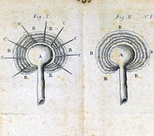 Lot 1058, Auction  124, Gallitzin, Demetrius von, Sendschreiben an die kaiserliche Akademie der Wissenschaften zu St. Petersburg