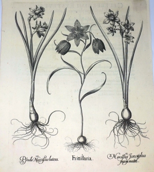 Los 1079 - Besler, Basilius - Frittillaria, Narcißus Juncifolius praecox maior. Pseudo Narcißus luteus - 0 - thumb