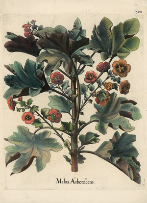 Lot 1080, Auction  124, Besler, Basilius, Hortus Eystettensis. Malua Arborescens