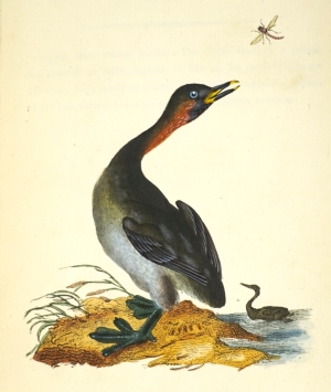 Los 1087 - Donovan, Edward - The natural history of British birds, Band VII - 0 - thumb