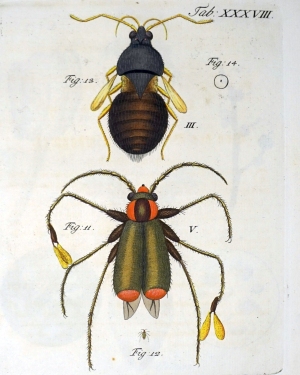 Los 1089 - Gleichen (gen. Rußworm), W. F. Freiherr von - Auserlesene mikroskopische Entdeckungen - 0 - thumb