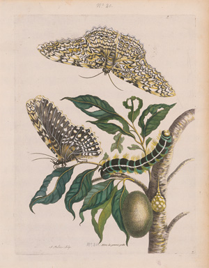 Los 1100 - Merian, Maria Sibylla - Sammlung von 4 frühen, kolorierten Drucken aus der "Metamorphosis insectorum Surinamensium" - 0 - thumb