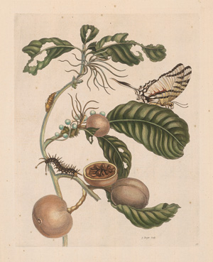 Los 1100 - Merian, Maria Sibylla - Sammlung von 4 frühen, kolorierten Drucken aus der "Metamorphosis insectorum Surinamensium" - 1 - thumb