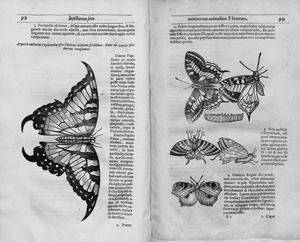 Los 1102 - Moffet, Thomas - Insectorum sive Minimorum Animalium Theatrum - 0 - thumb