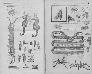 Los 1102 - Moffet, Thomas - Insectorum sive Minimorum Animalium Theatrum - 1 - thumb