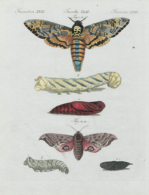 Los 1112 - Schmetterlinge und Motten - Konvolut mit 45 kolorierten Tafeln in Kupferstich und Lithographie - 0 - thumb