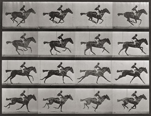 Los 4058 - Muybridge, Eadweard - Animal Locomotion. An Electrophotographic Investigation of Consecutive Phases of Animal Movements - 0 - thumb