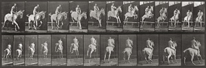 Los 4058 - Muybridge, Eadweard - Animal Locomotion. An Electrophotographic Investigation of Consecutive Phases of Animal Movements - 1 - thumb