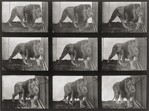 Los 4058 - Muybridge, Eadweard - Animal Locomotion. An Electrophotographic Investigation of Consecutive Phases of Animal Movements - 2 - thumb