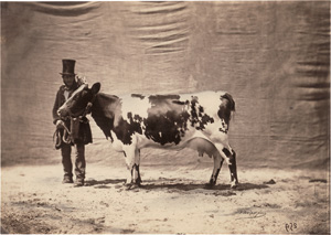 Los 4059 - Nadar jeune - Cow of the Ayrshire Race - 0 - thumb