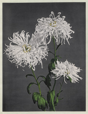 Lot 4065, Auction  124, Ogawa, Kazumasa, Some Japanese Flowers