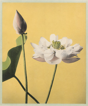 Los 4065 - Ogawa, Kazumasa - Some Japanese Flowers - 2 - thumb