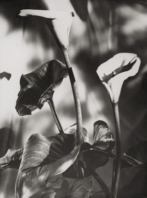 Los 4215 - Landauer, Lou - Calla lilies - 0 - thumb