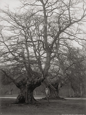 Los 4251 - Photographische Gesellschaft Berlin, Neue - Trees in Reinhardswald - 0 - thumb