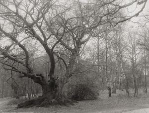 Los 4251 - Photographische Gesellschaft Berlin, Neue - Trees in Reinhardswald - 1 - thumb