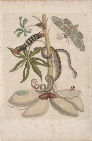 Lot 5599, Auction  124, Merian, Maria Sibylla, Drei Darstellungen aus Metamorphosis insectorum Surinamensium