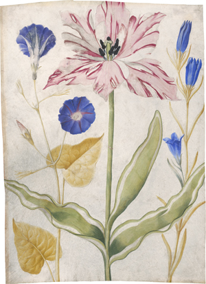 Lot 6523, Auction  124, Merian, Maria Sibylla - Umkreis, Rot-weiß geflammte Tulpe gerahmt von Zaunwinde und Schwalbenwurz-Enzian