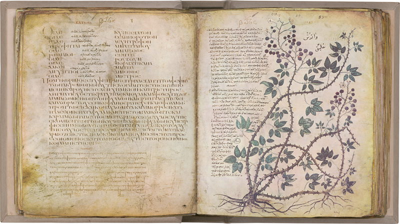 Lot 510, Auction  124, Dioscurides, Cod. Vind. med. gr. 1 der österreichischen Nationalbibliothek