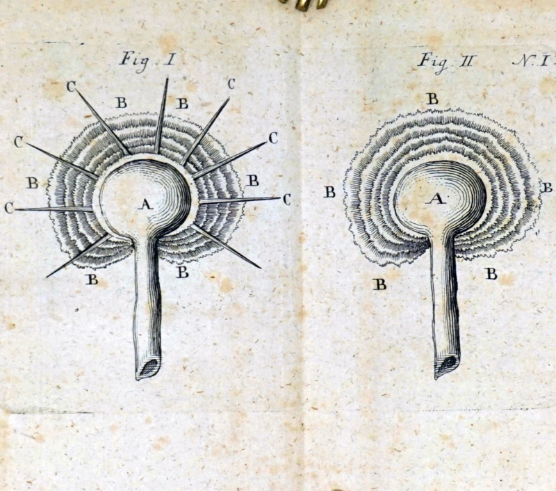 Lot 1058, Auction  124, Gallitzin, Demetrius von, Sendschreiben an die kaiserliche Akademie der Wissenschaften zu St. Petersburg