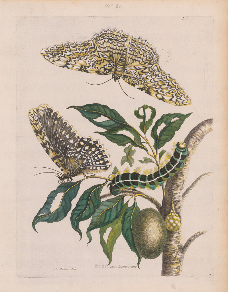 Lot 1100, Auction  124, Merian, Maria Sibylla, Sammlung von 4 frühen, kolorierten Drucken aus der "Metamorphosis insectorum Surinamensium"